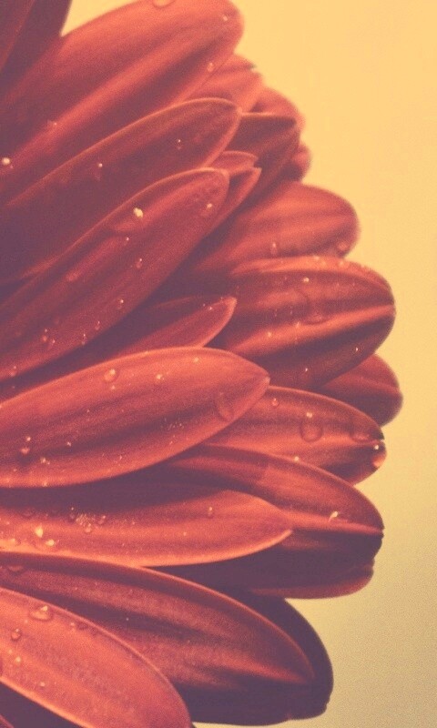 Красная гербера обои