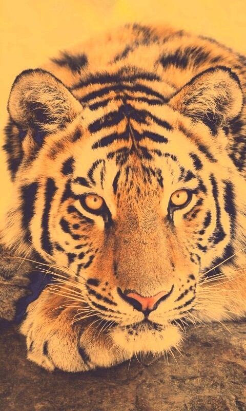 Большая полосатая кошка обои