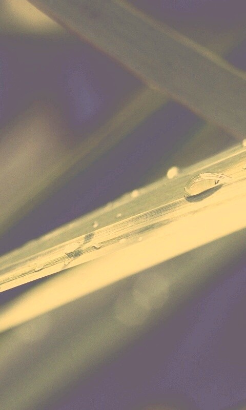 Капли росы на листе обои