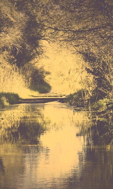 Лесная заросшая река обои