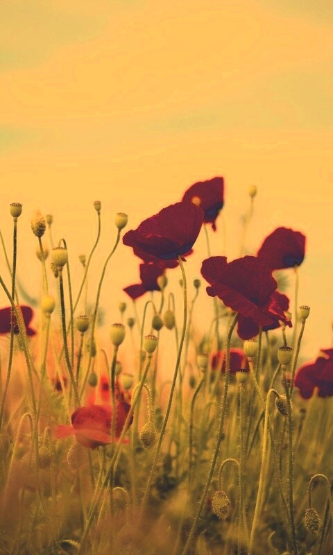 Цветущие маки обои