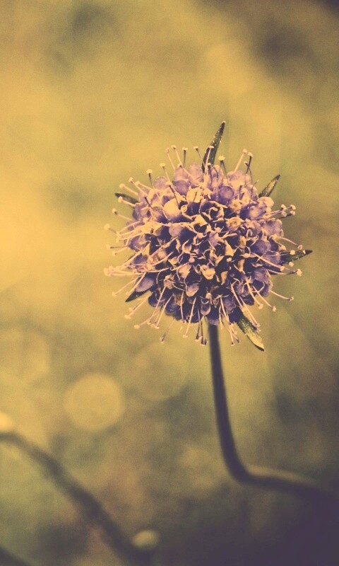 Цветок в макро обои