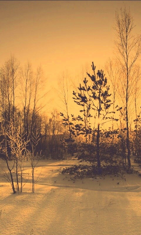 Зимний лес обои