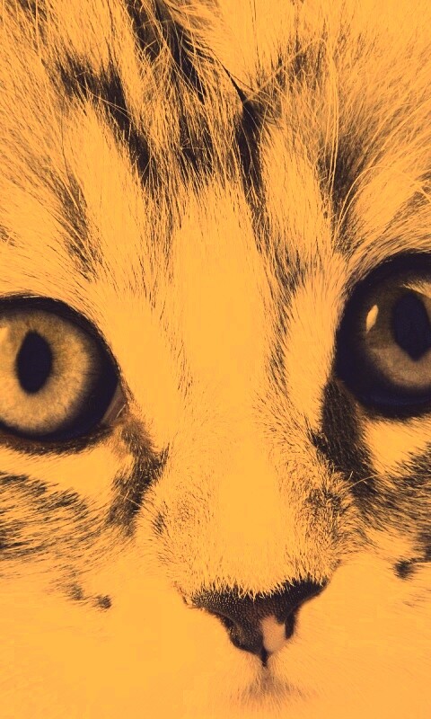 Пушистый котенок обои