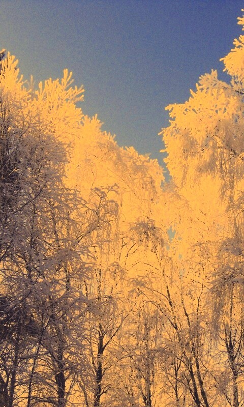 Замерзший лес обои