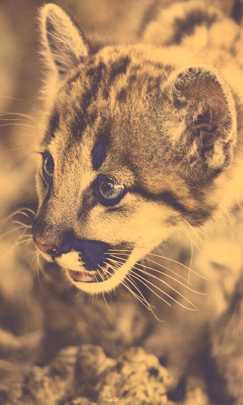 Котенок барса обои