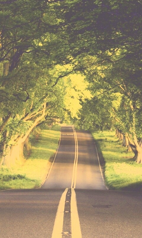 Дорога через лес обои