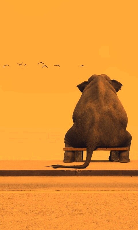 Слон на табуретке обои