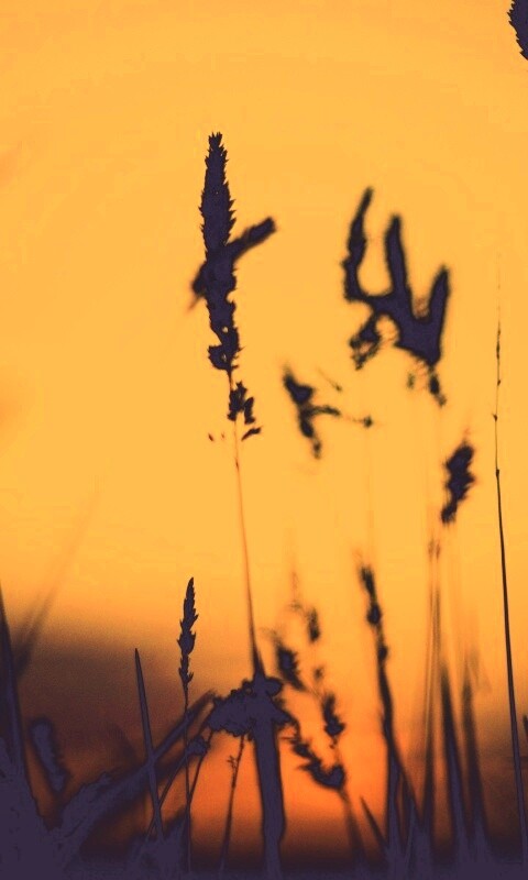 Дыхание природы обои