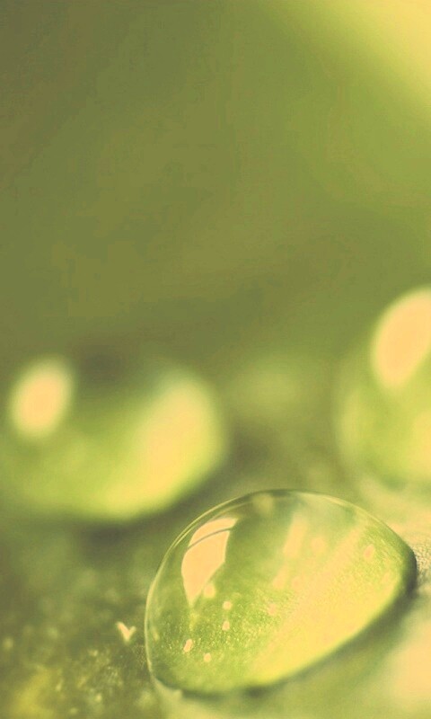 Зеленые капли росы обои