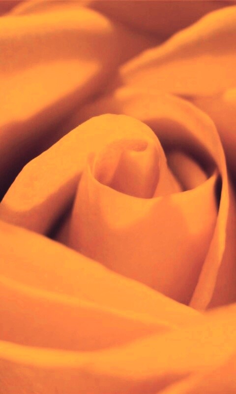 Фиолетовая роза макро обои