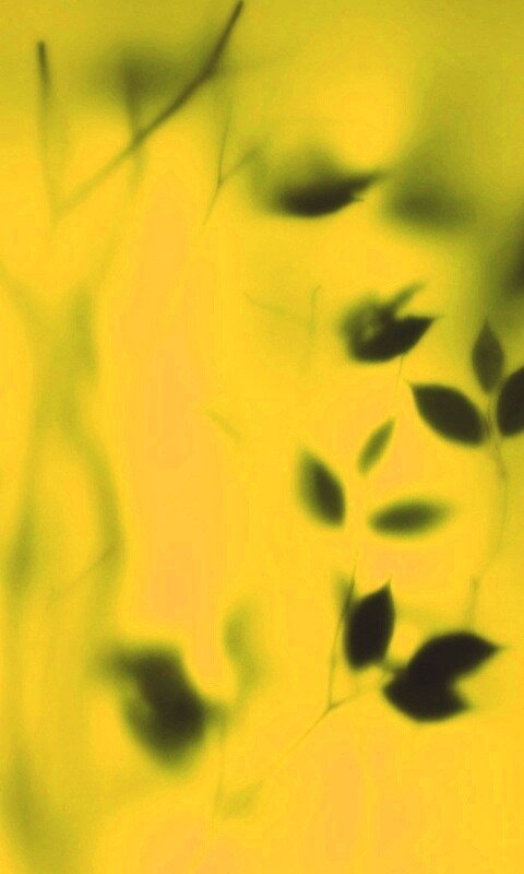 Зелень за стеклом обои