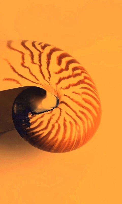 Ракушка в полоску обои