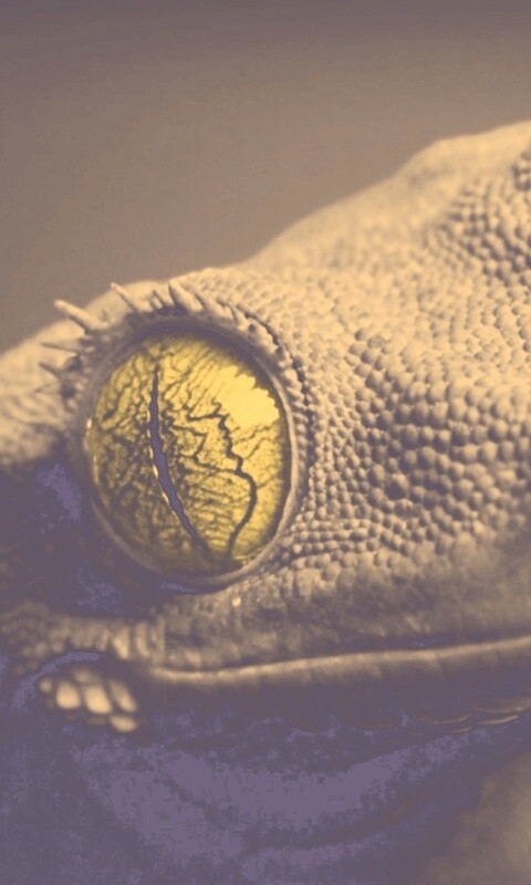 Ящерка обои