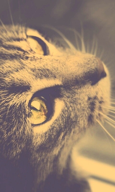 Кот с желтыми глазами обои