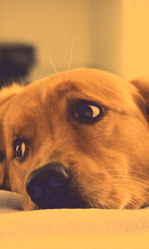 Лабрадор-ретривер обои