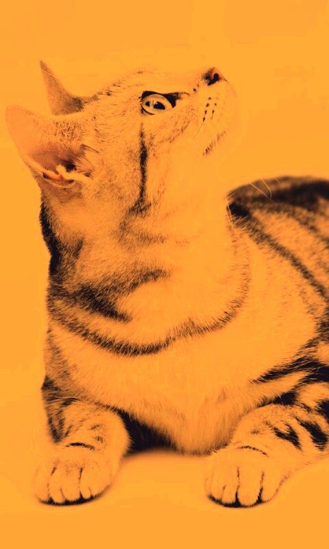 Котэ смотрит наверх обои