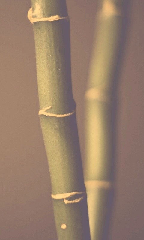 Макро фото стебля бамбука обои