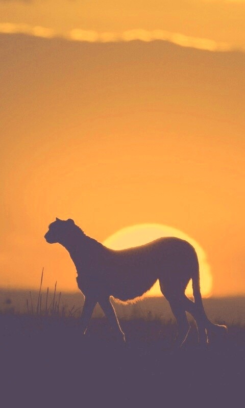 Гепард на закате обои