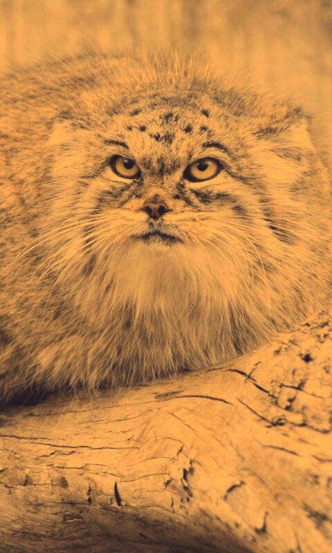 Погладь манула обои