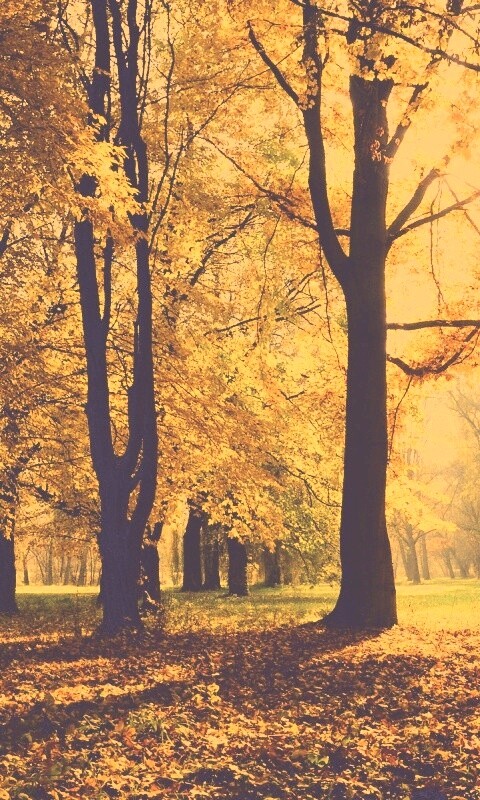 Осенний листопад в парке обои