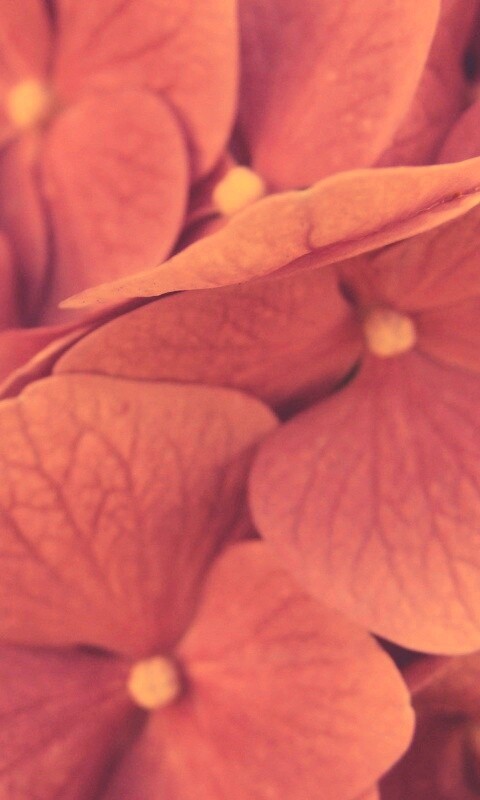 Фиолетовые нежные цветы обои