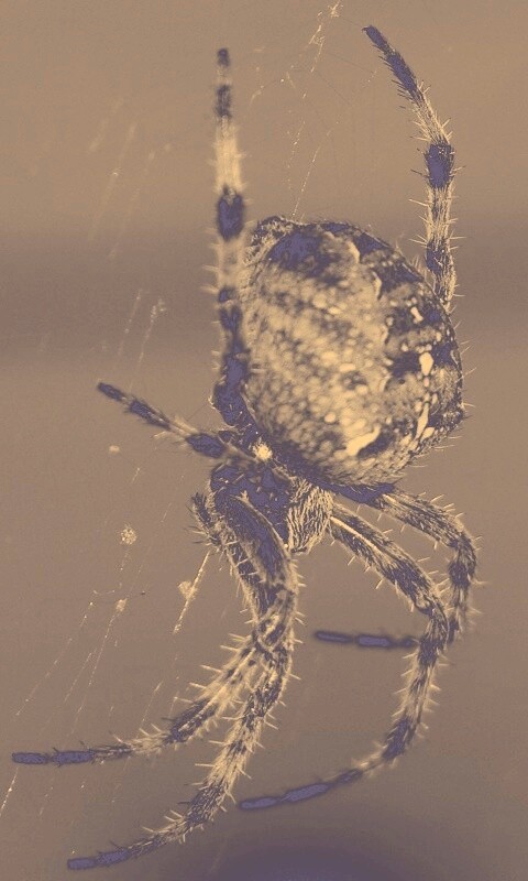 Паук обои