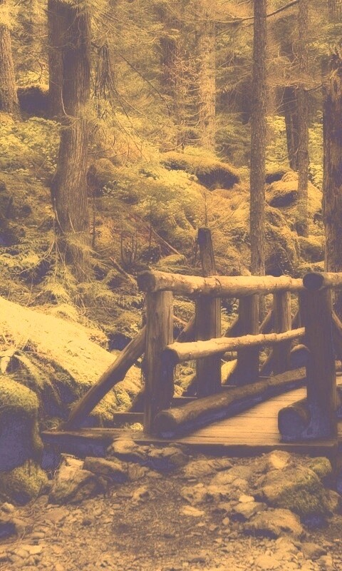 Бревенчатый мост в лесу обои