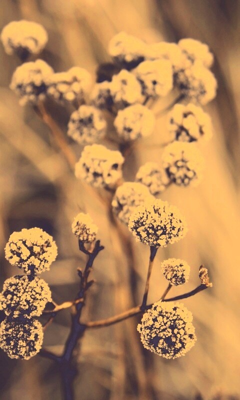 Ледяные цветы обои