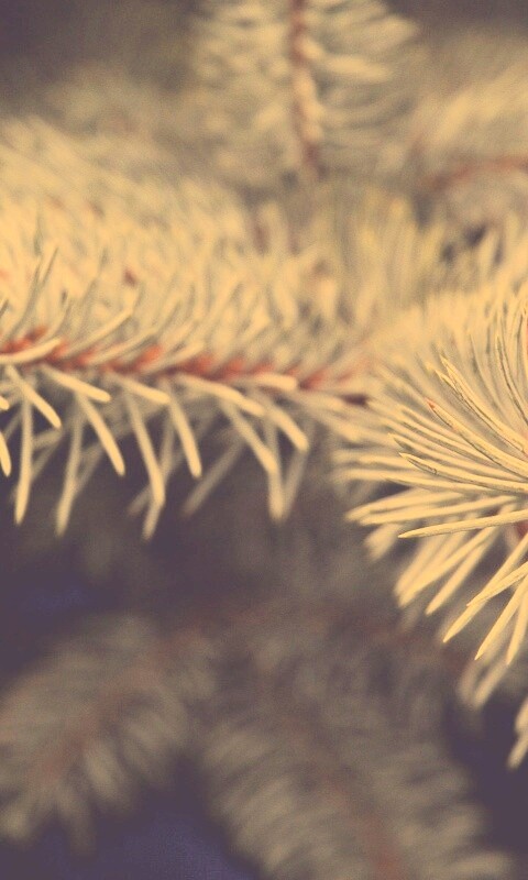 Ветки голубой ели обои