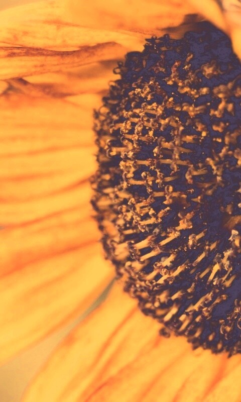 Подсолхну осенью обои