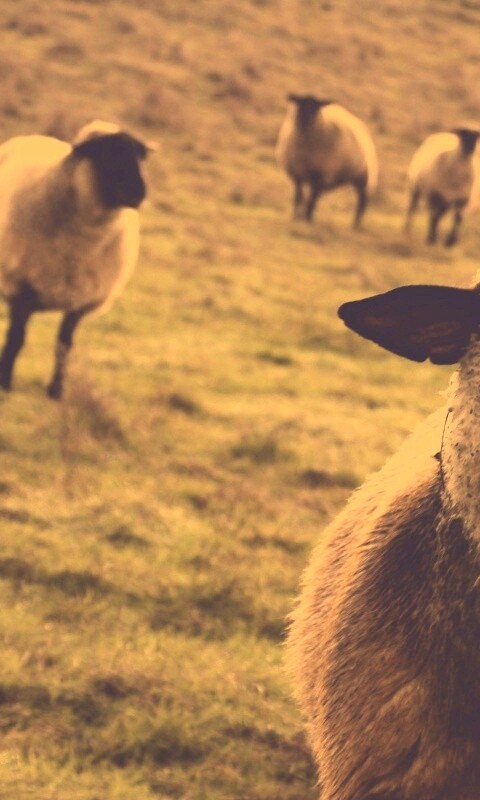 Овцы на пастбище обои