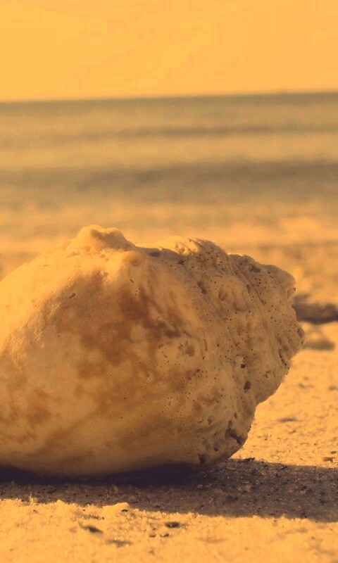 Морская раковина на пляже обои