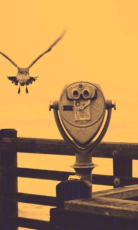 Чайки на перилах пирса обои