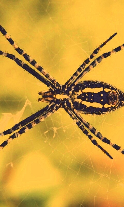 Огромный паук обои