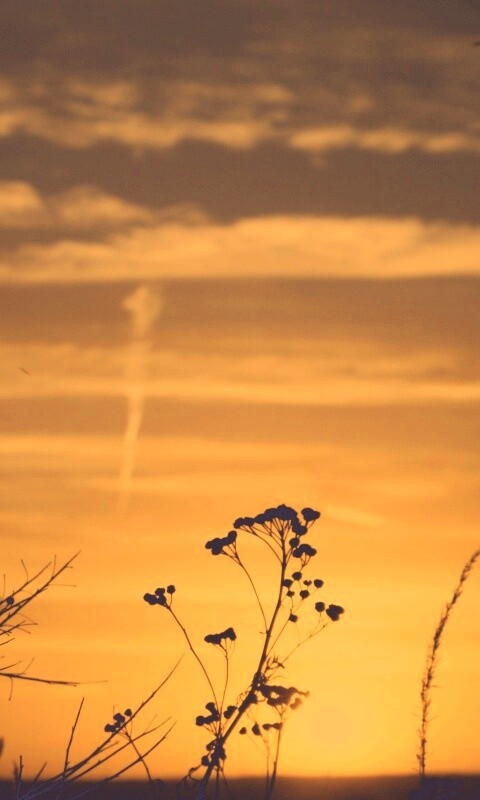 Степной закат обои
