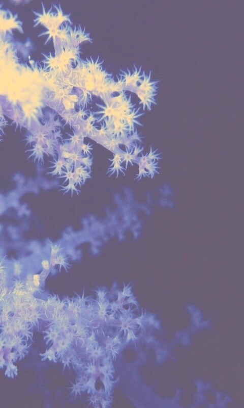 Кораллы обои