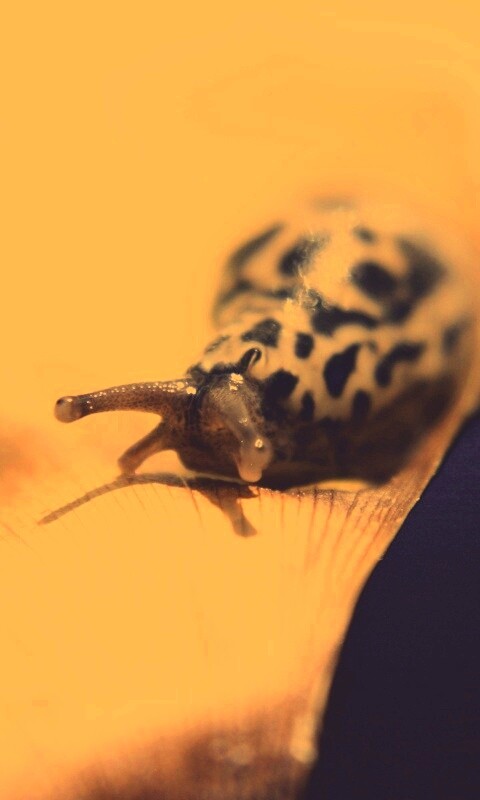 Ползущая улитка обои