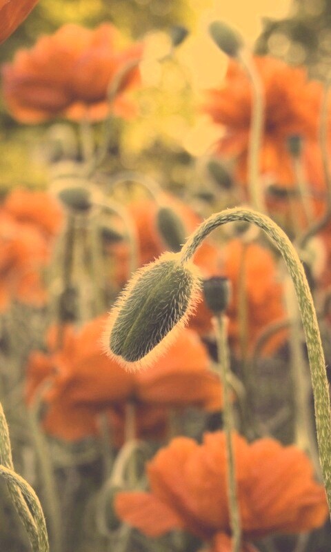 Бутон среди цветов обои