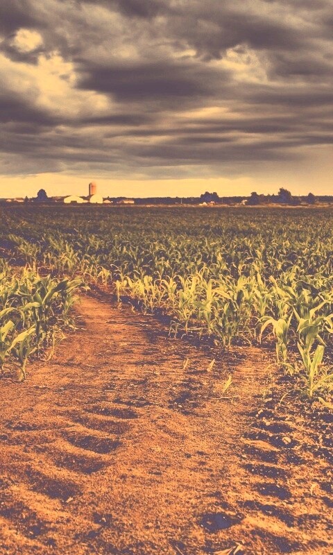 Кукурузное поле у фермы обои