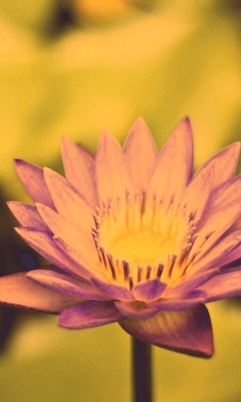 Фиолетовый цветок обои