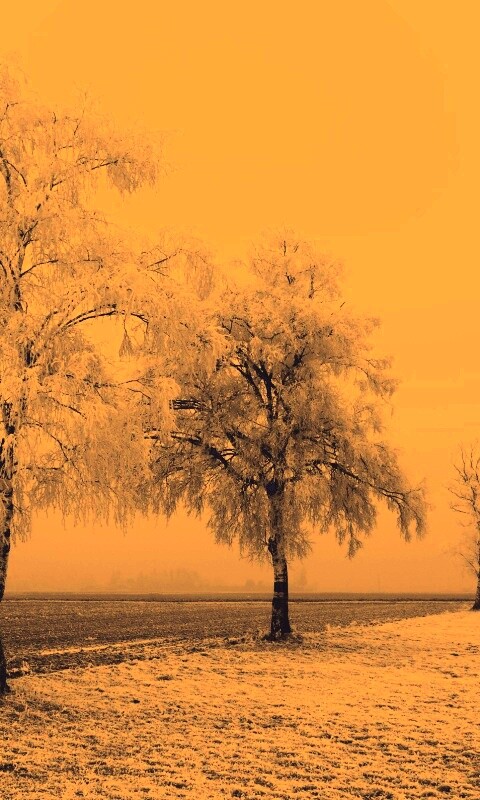 Первый снег обои