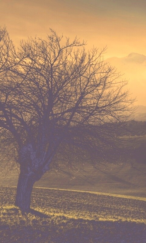 Дерево и горы обои