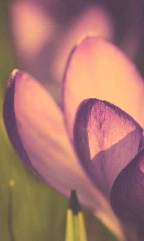 Фиолетовый крокус обои