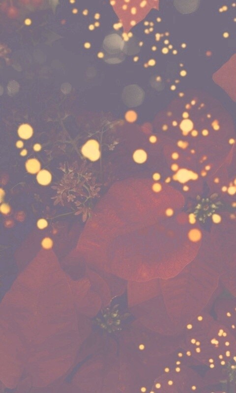 Бархатные лепестки обои