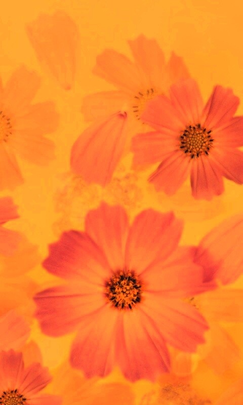 Цветочки обои