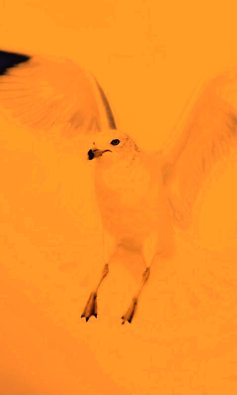 Гордая белая птица обои