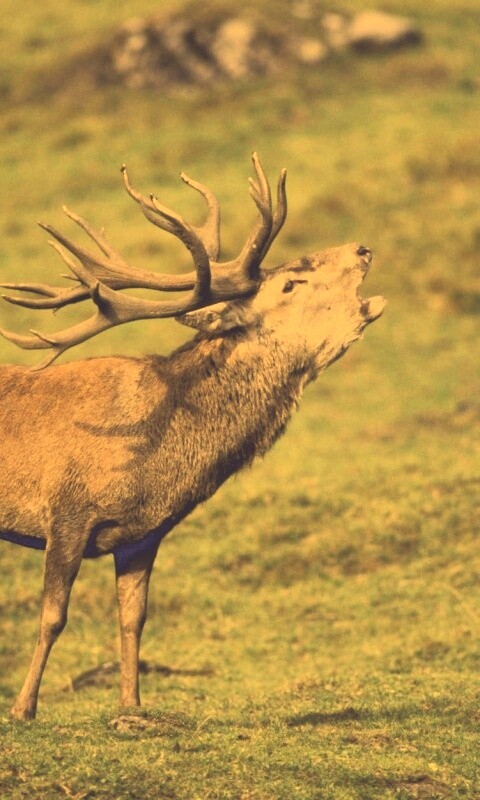 Лось зовёт сородичей обои