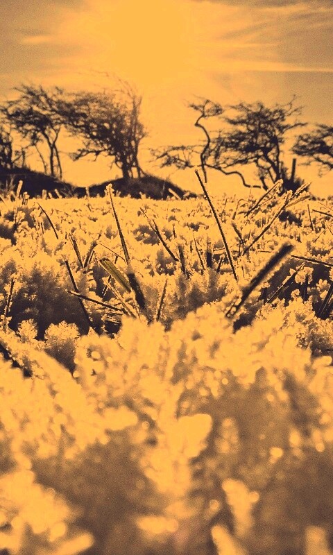 Утренний мороз обои