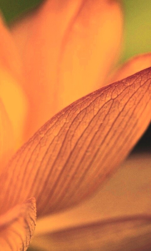 Лепестки цветов обои